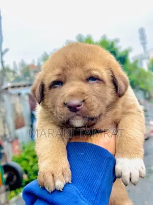 Photo - 1-3 months Male Purebred Labrador Retriever