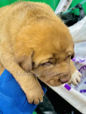 Photo - 1-3 months Male Purebred Labrador Retriever