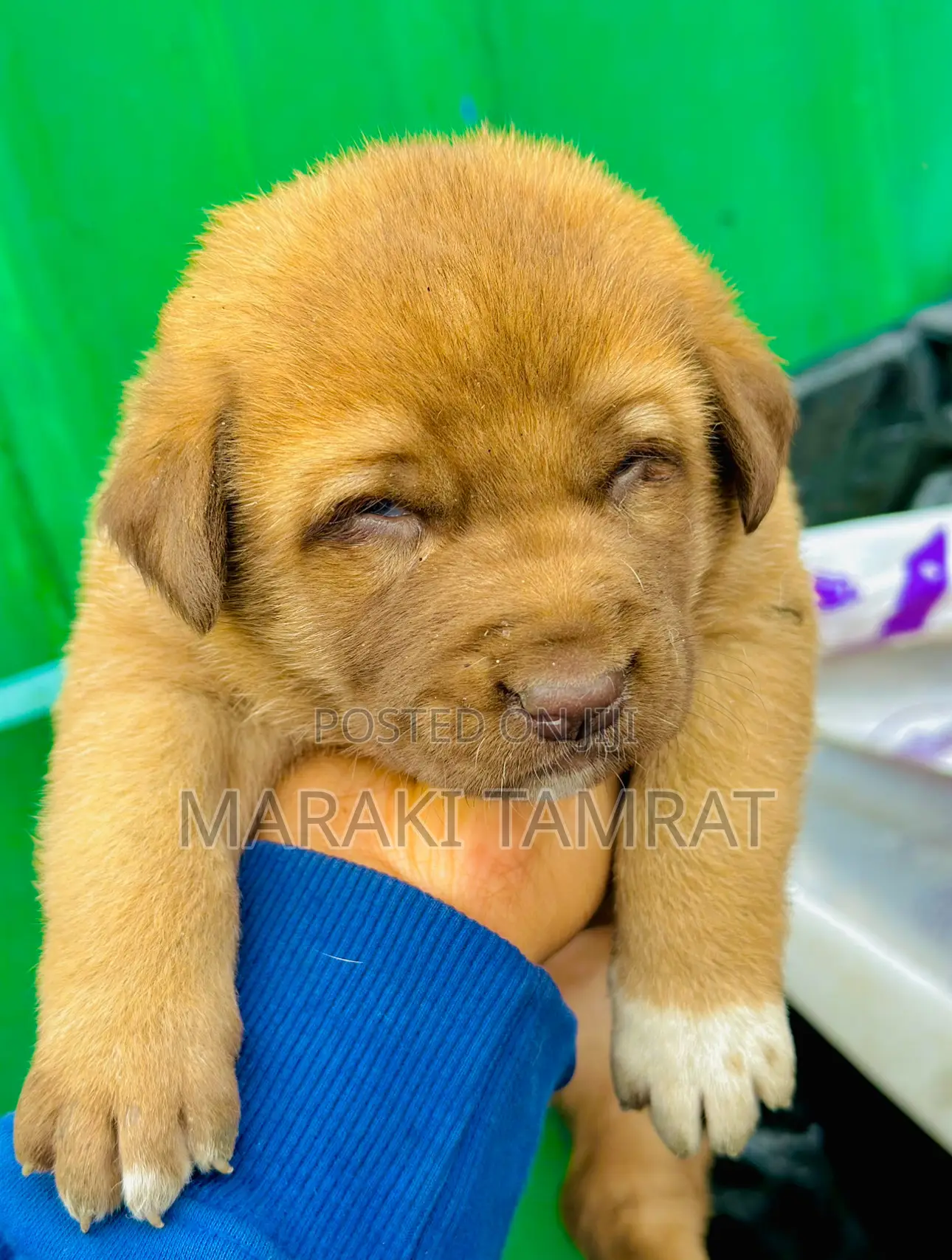 1-3 months Male Purebred Labrador Retriever