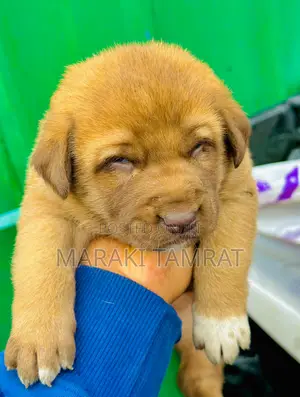 Photo - 1-3 months Male Purebred Labrador Retriever