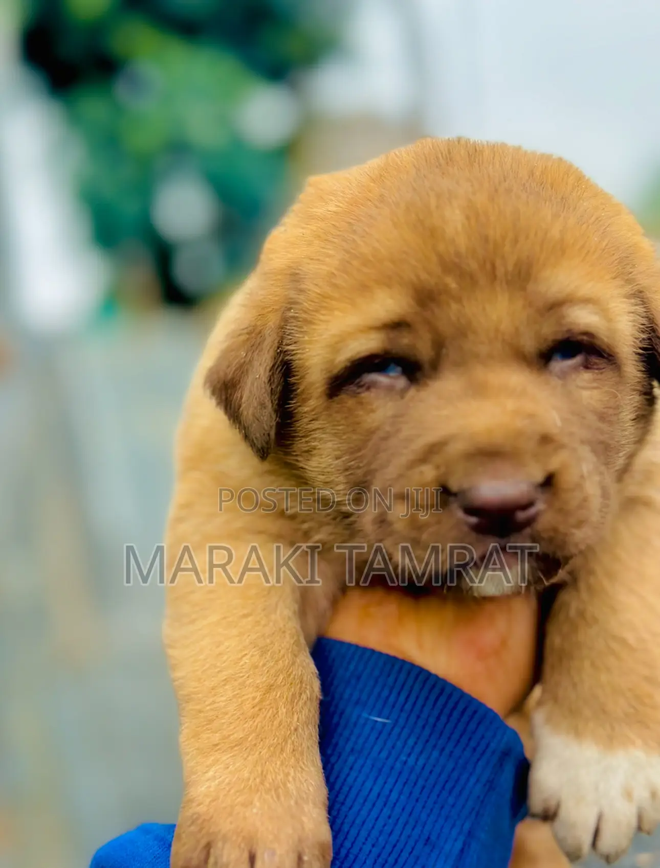 1-3 months Male Purebred Labrador Retriever