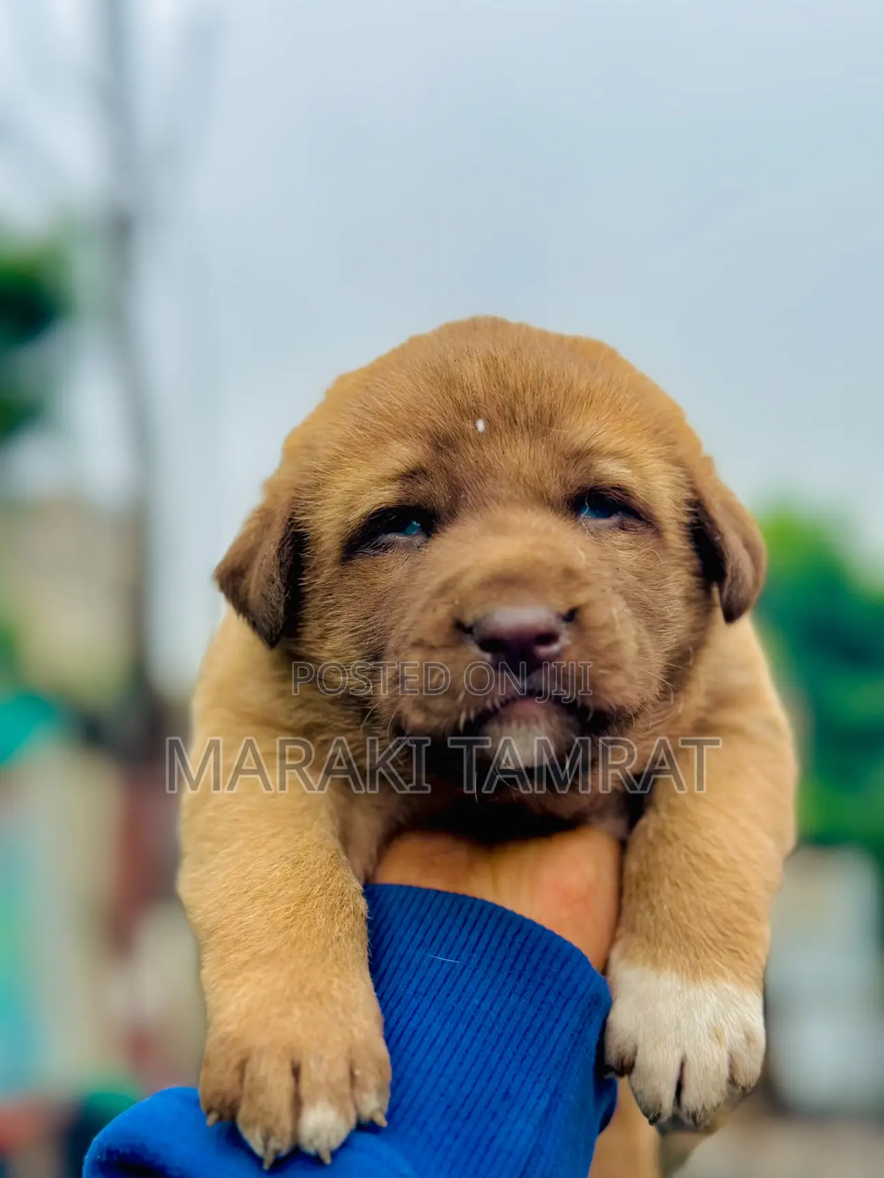 1-3 months Male Purebred Labrador Retriever