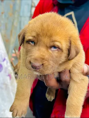 Photo - 1-3 months Male Purebred Labrador Retriever