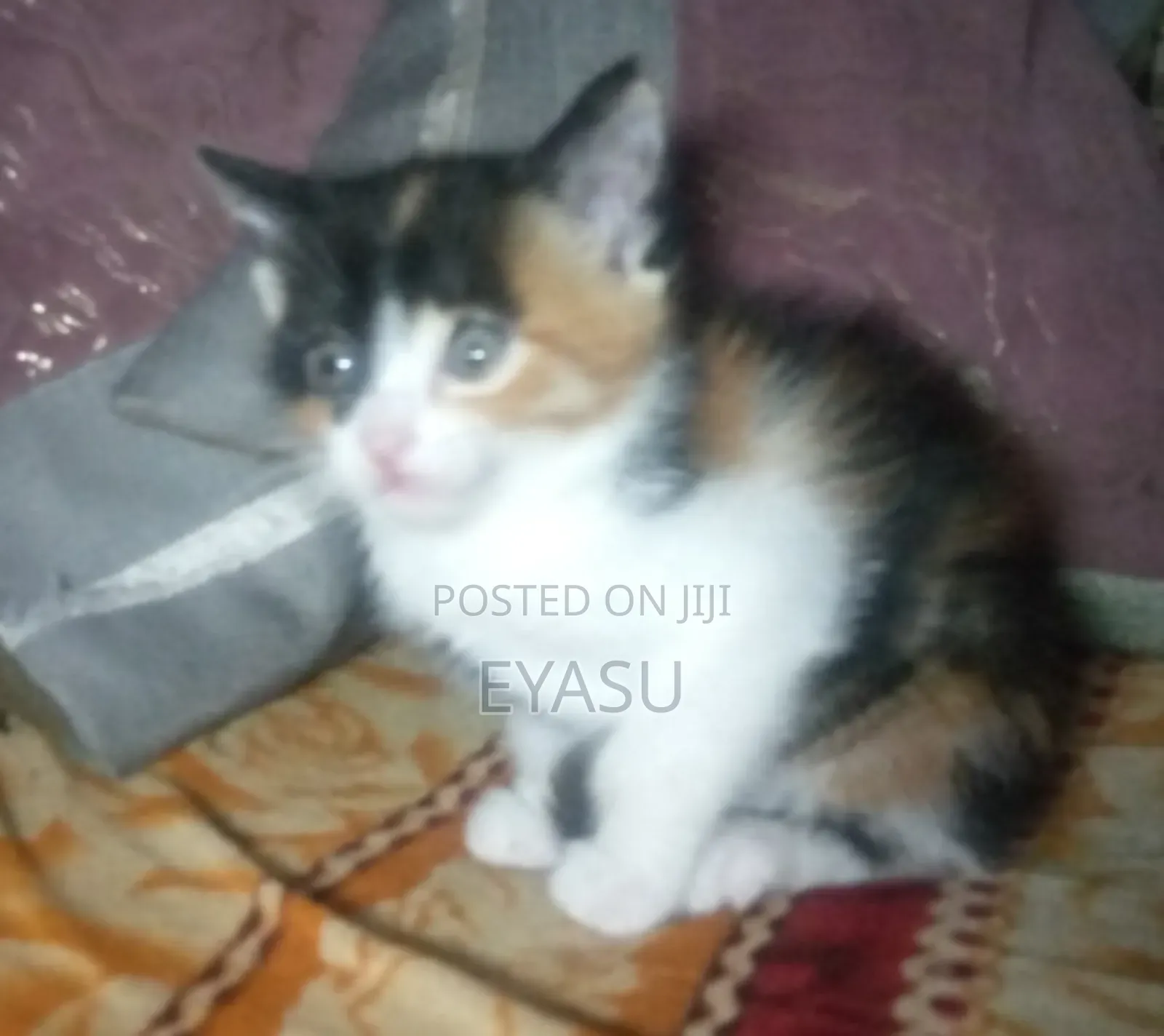 1-3 months Female Mixed Breed Abyssinian