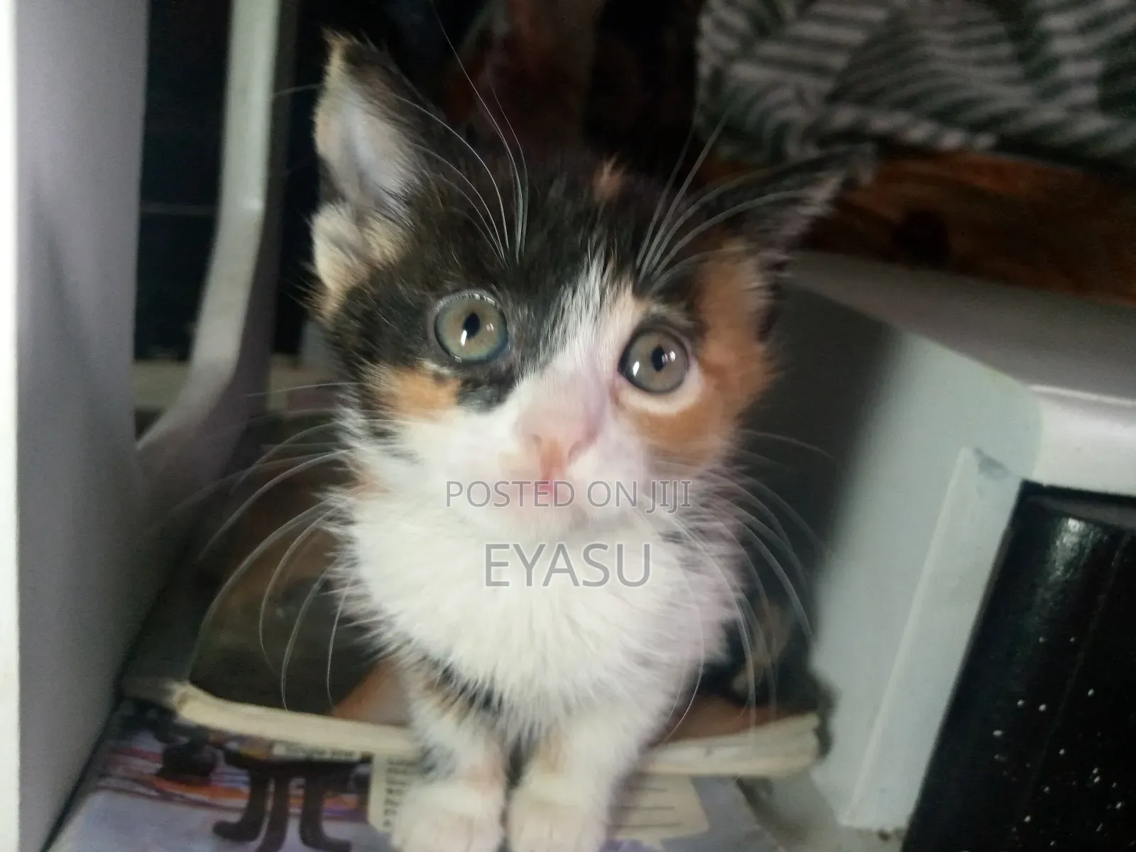 1-3 months Female Mixed Breed Abyssinian