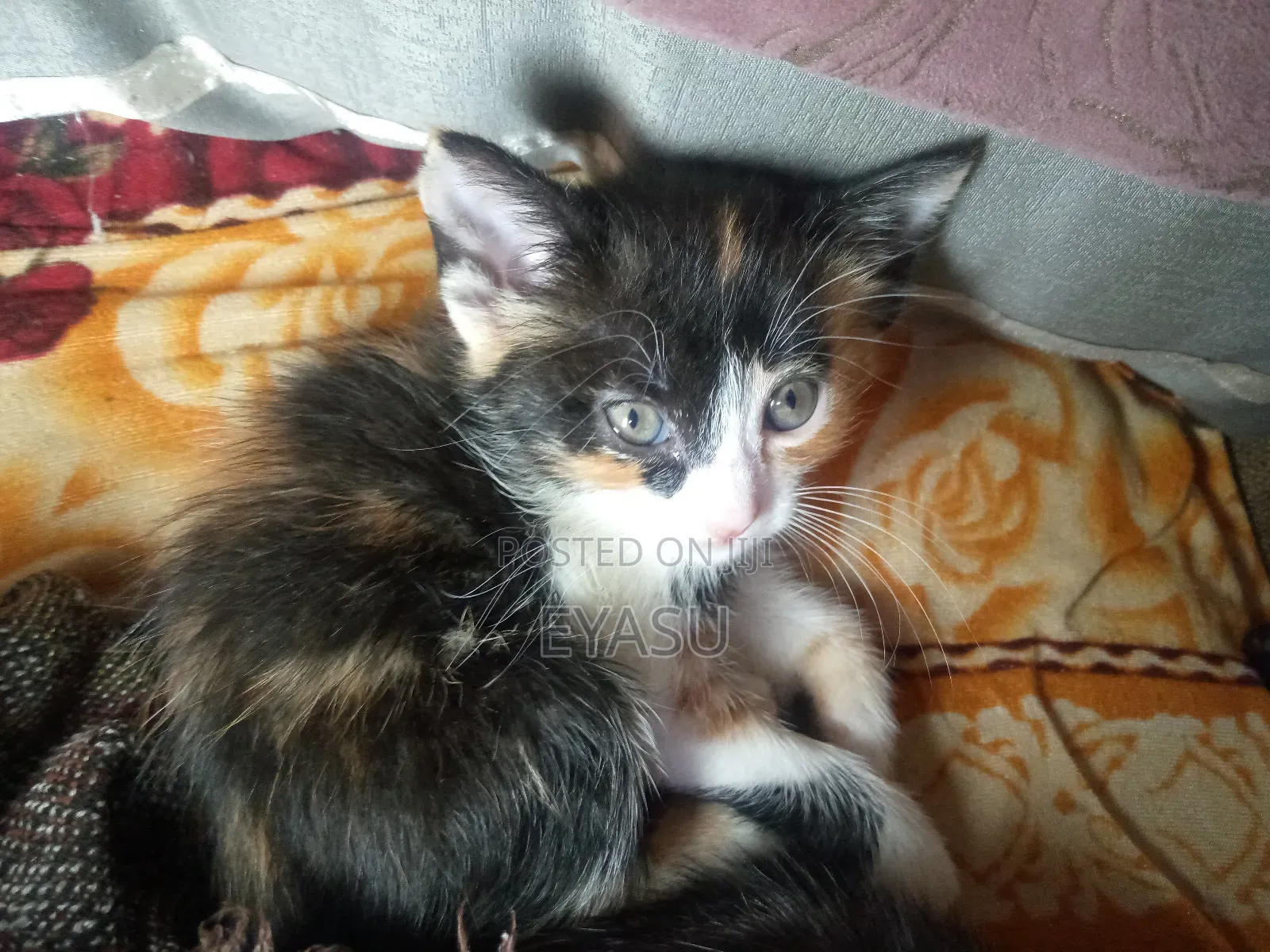 1-3 months Female Mixed Breed Abyssinian