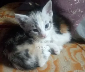 Photo - 1-3 months Female Mixed Breed Abyssinian