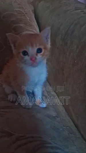 Photo - 0-1 month Male Mixed Breed Abyssinian