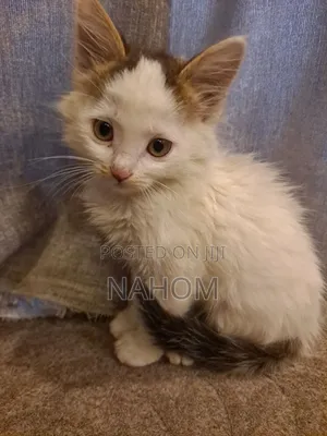 Photo - 1-3 months Female Purebred American Shorthair