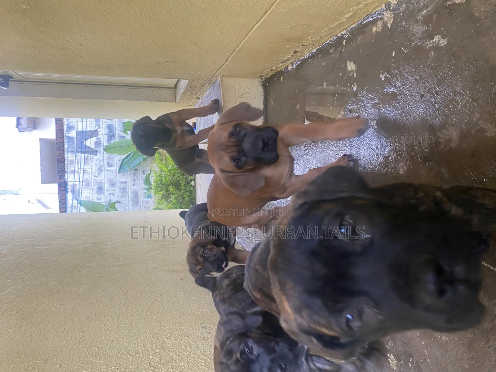 1-3 months Male Purebred Boerboel