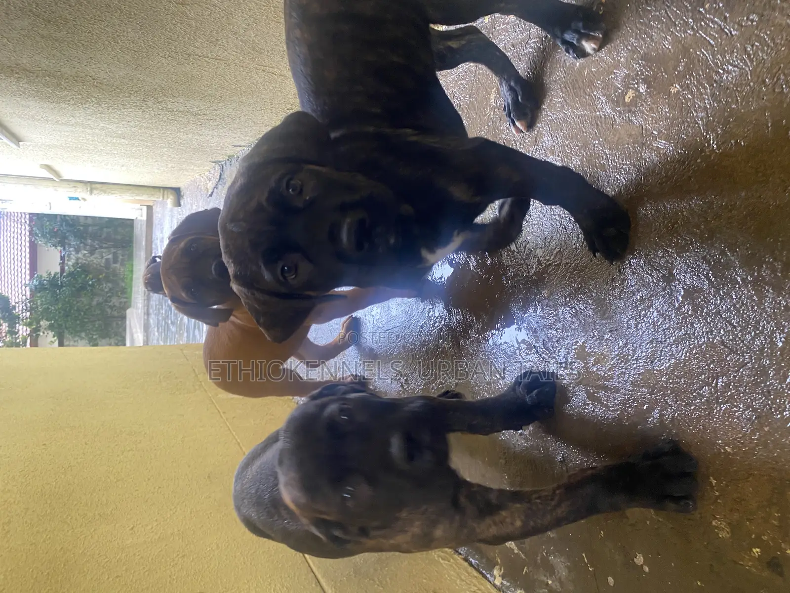1-3 months Male Purebred Boerboel