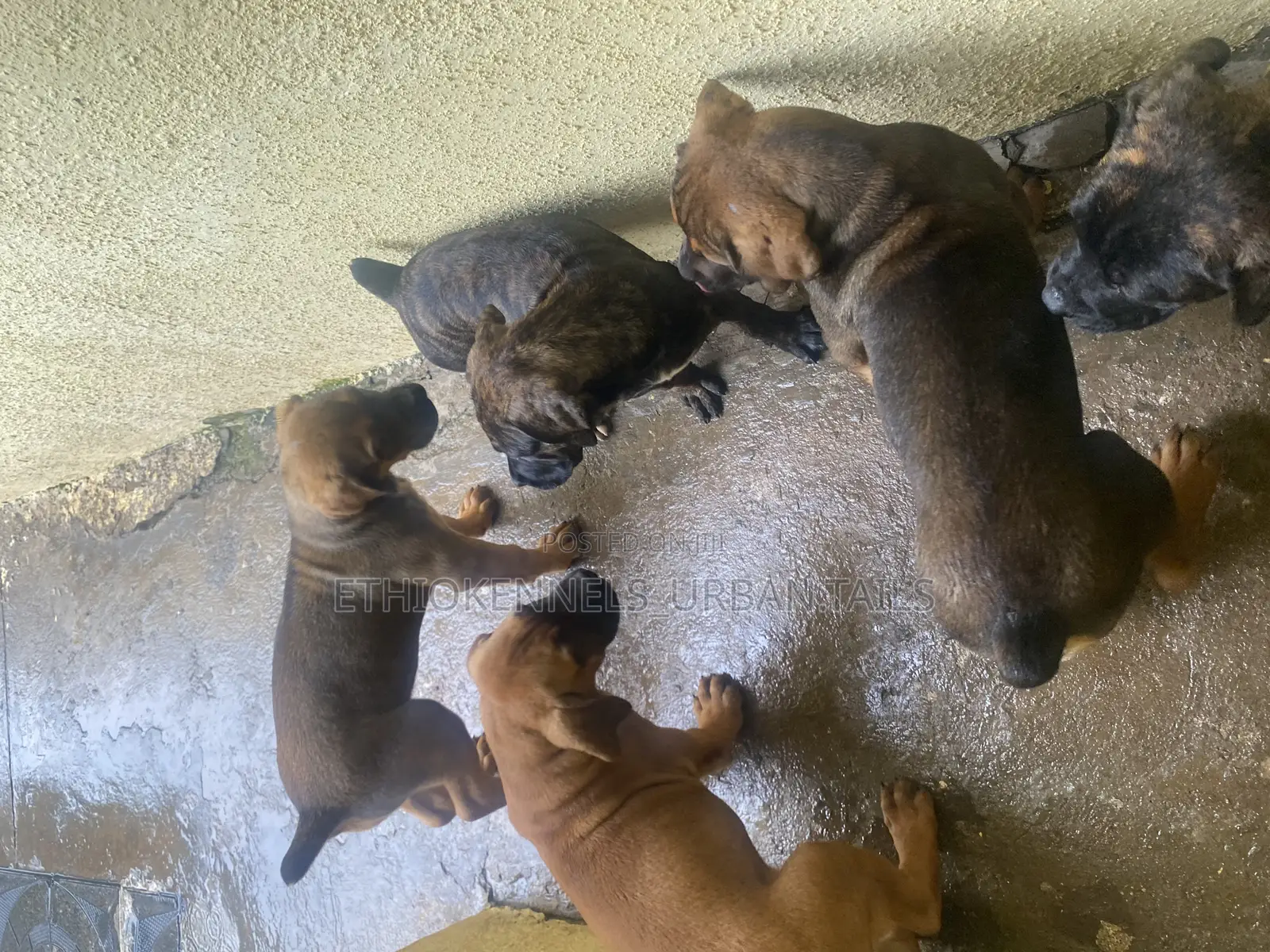 1-3 months Male Purebred Boerboel