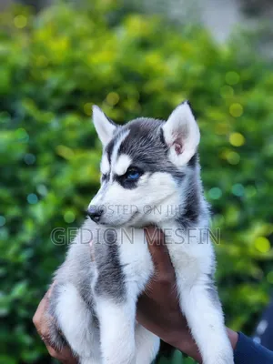 1-3 months Male Purebred Siberian Husky