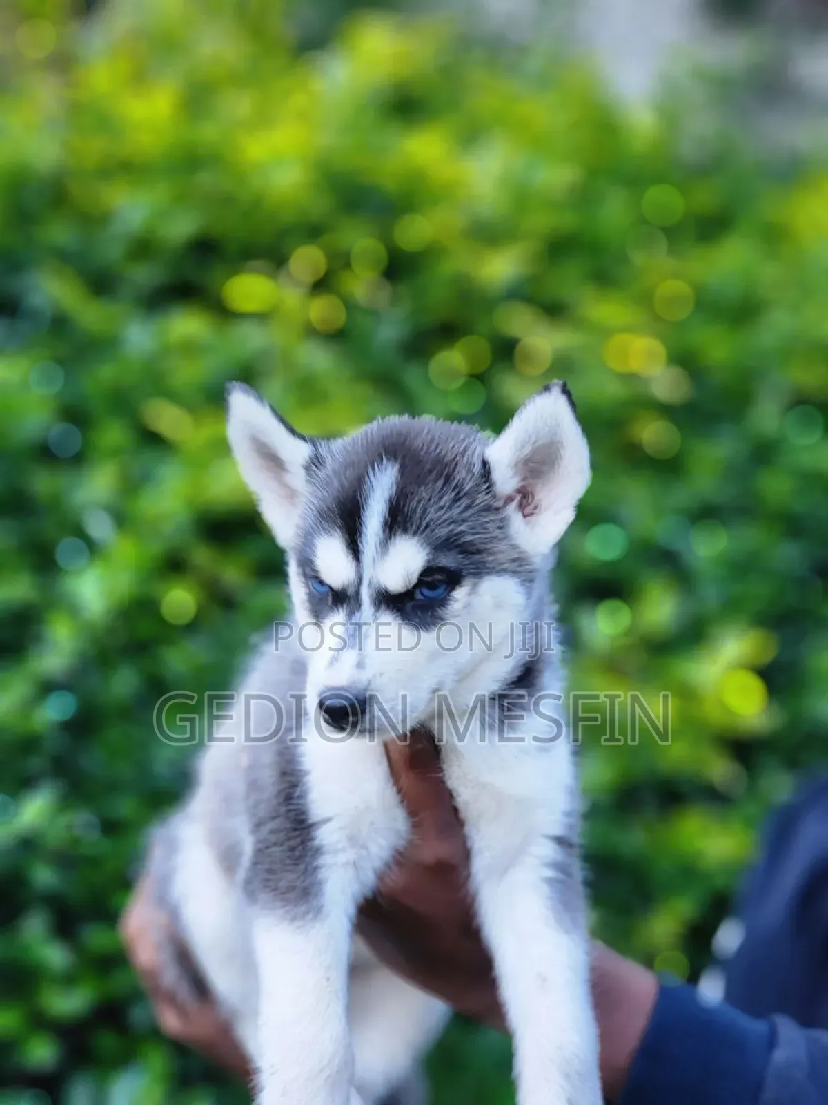1-3 months Male Purebred Siberian Husky