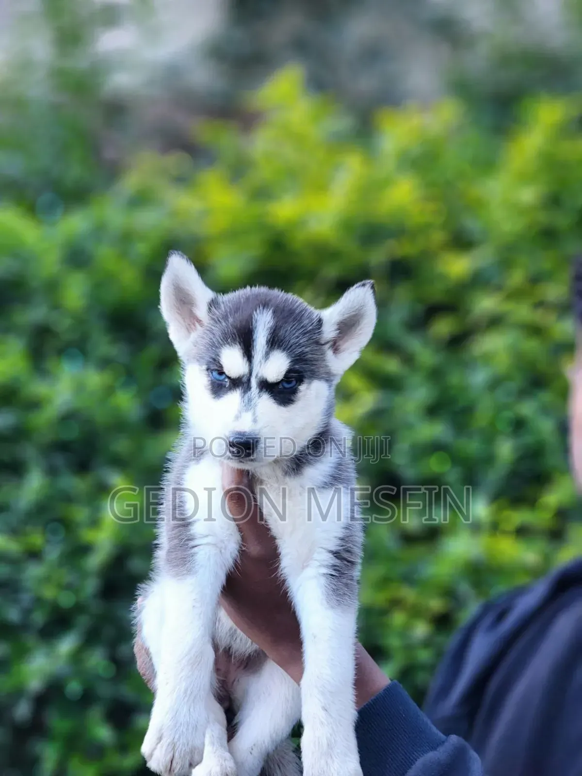 1-3 months Male Purebred Siberian Husky