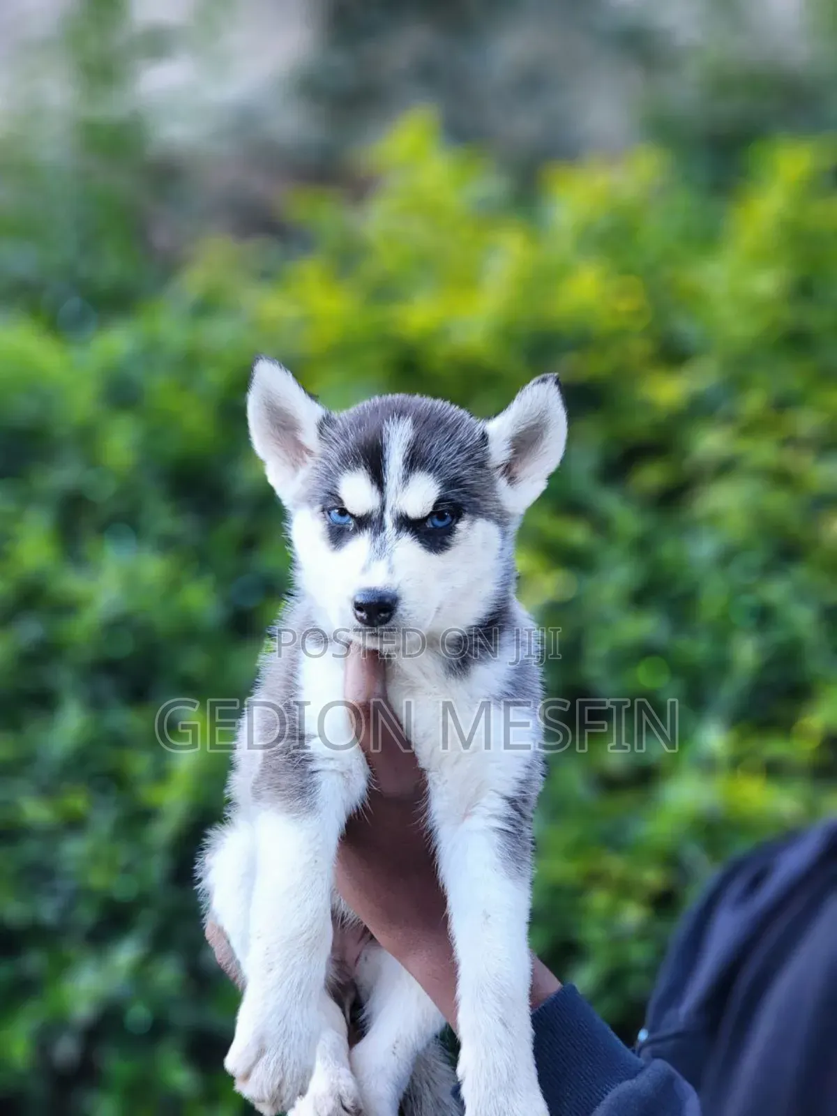 1-3 months Male Purebred Siberian Husky