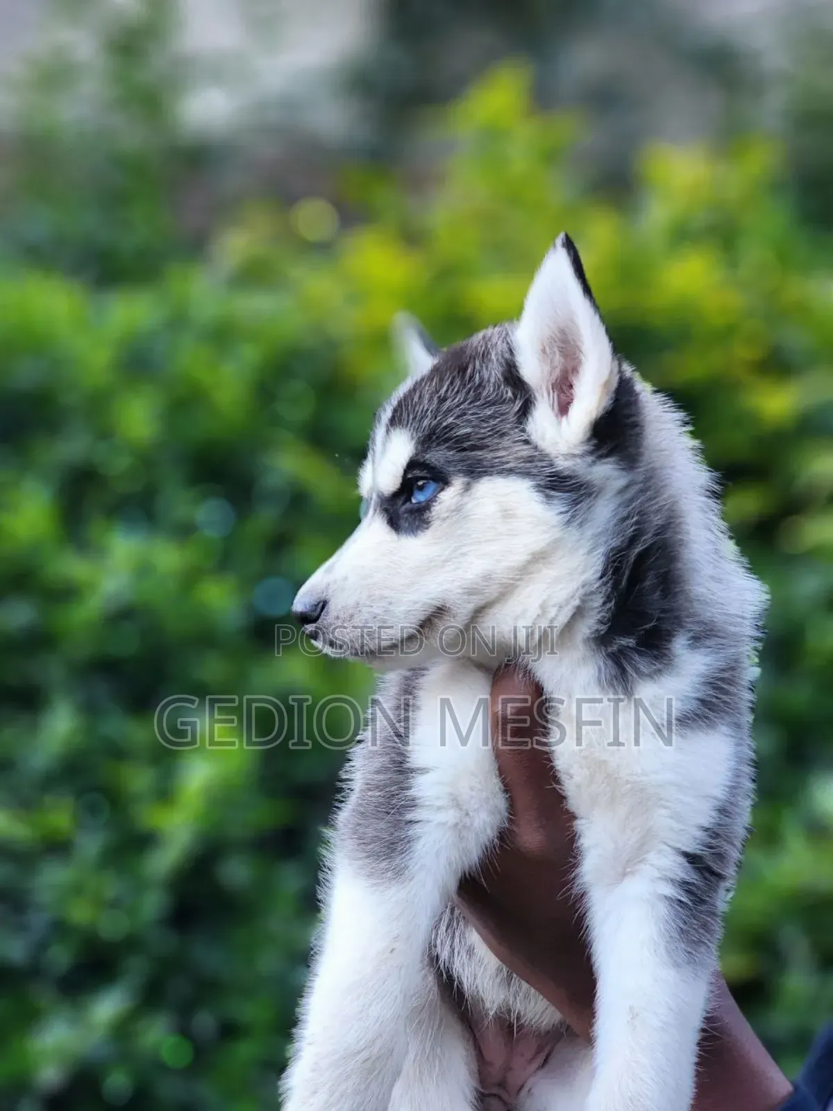 1-3 months Male Purebred Siberian Husky