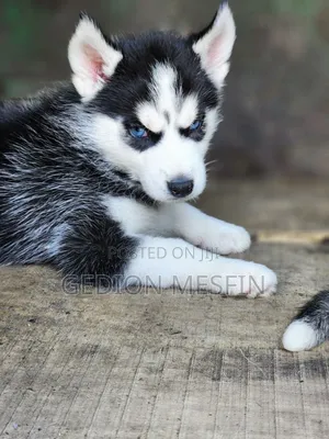 1-3 months Male Purebred Siberian Husky