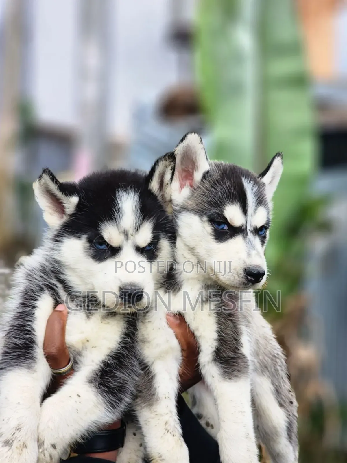 1-3 months Male Purebred Siberian Husky