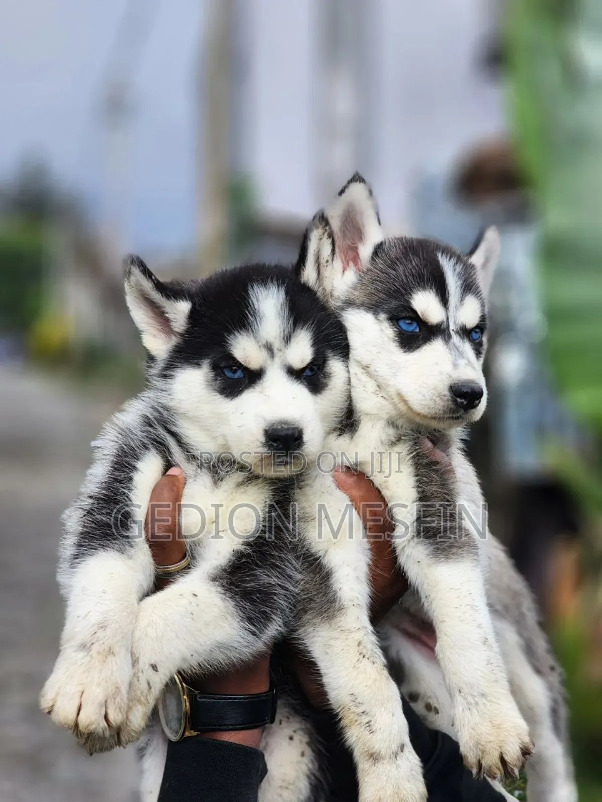 1-3 months Male Purebred Siberian Husky