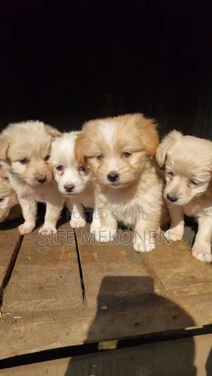 Photo - 1-3 months Male Purebred Maltese