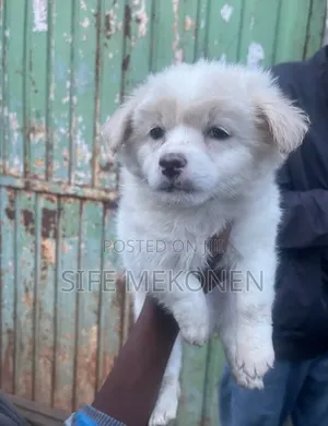 Photo - 1-3 months Male Purebred Maltese