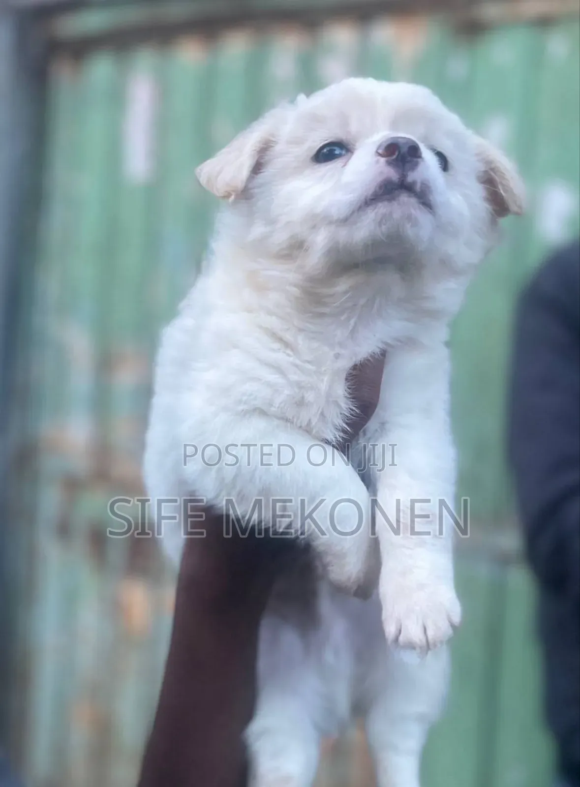 1-3 months Male Purebred Maltese
