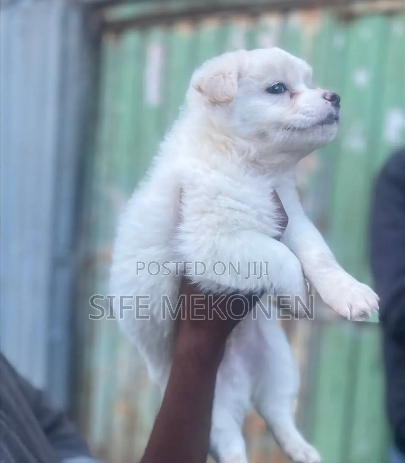 1-3 months Male Purebred Maltese
