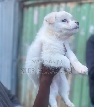 1-3 months Male Purebred Maltese