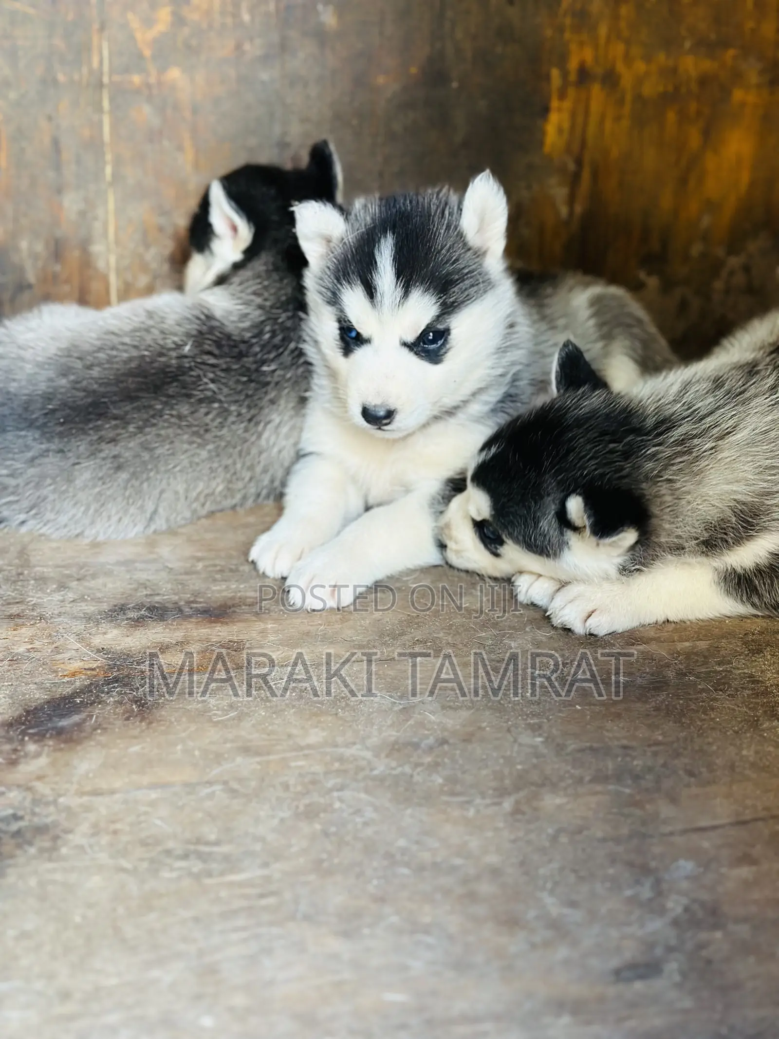 1-3 months Male Purebred Siberian Husky