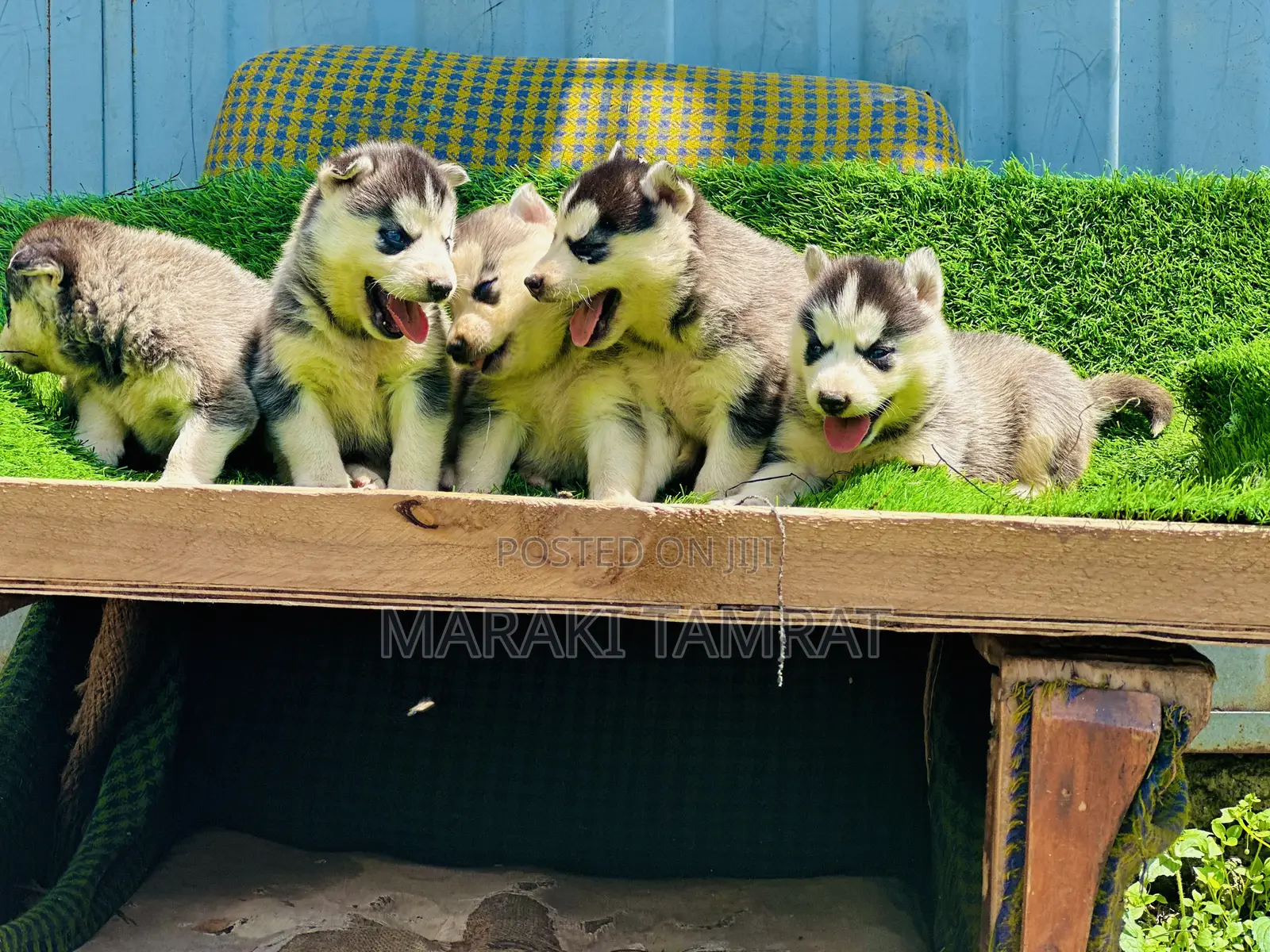 1-3 months Male Purebred Siberian Husky