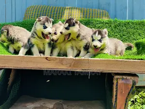 1-3 months Male Purebred Siberian Husky