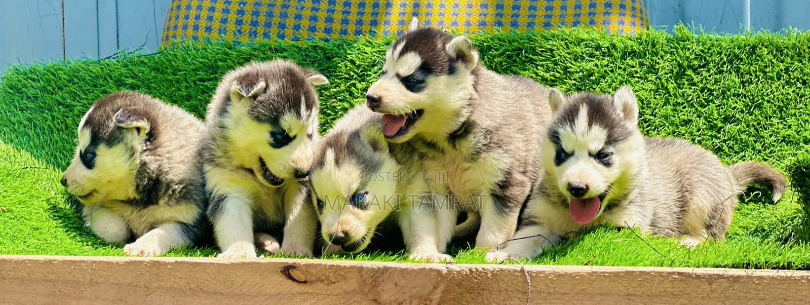 1-3 months Male Purebred Siberian Husky