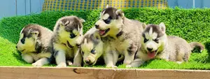 1-3 months Male Purebred Siberian Husky