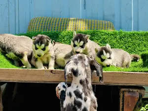 Photo - 1-3 months Male Purebred Siberian Husky