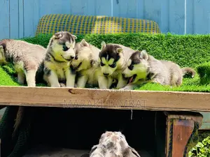 1-3 months Male Purebred Siberian Husky