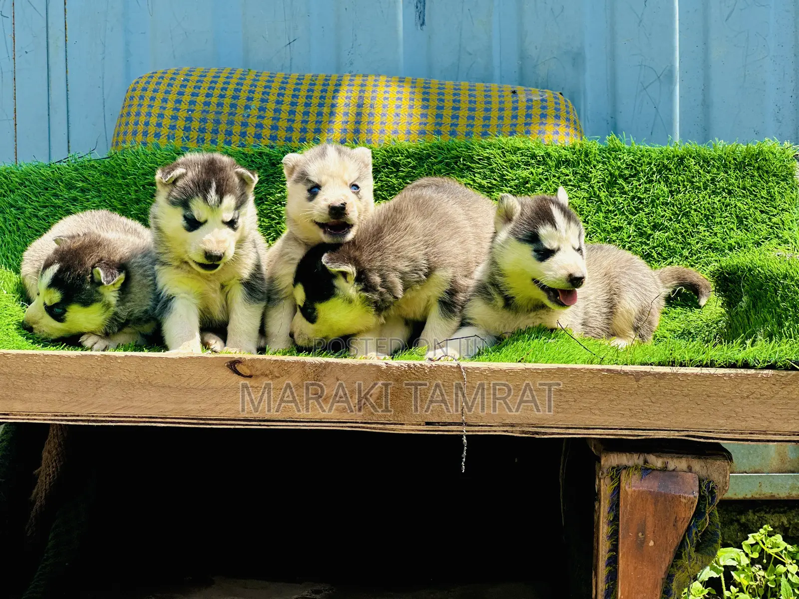 1-3 months Male Purebred Siberian Husky