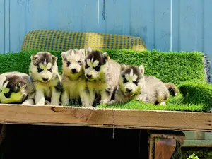 1-3 months Male Purebred Siberian Husky