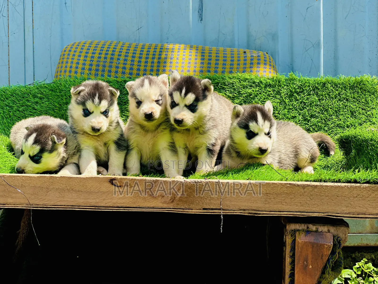 1-3 months Male Purebred Siberian Husky