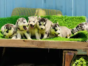 1-3 months Male Purebred Siberian Husky