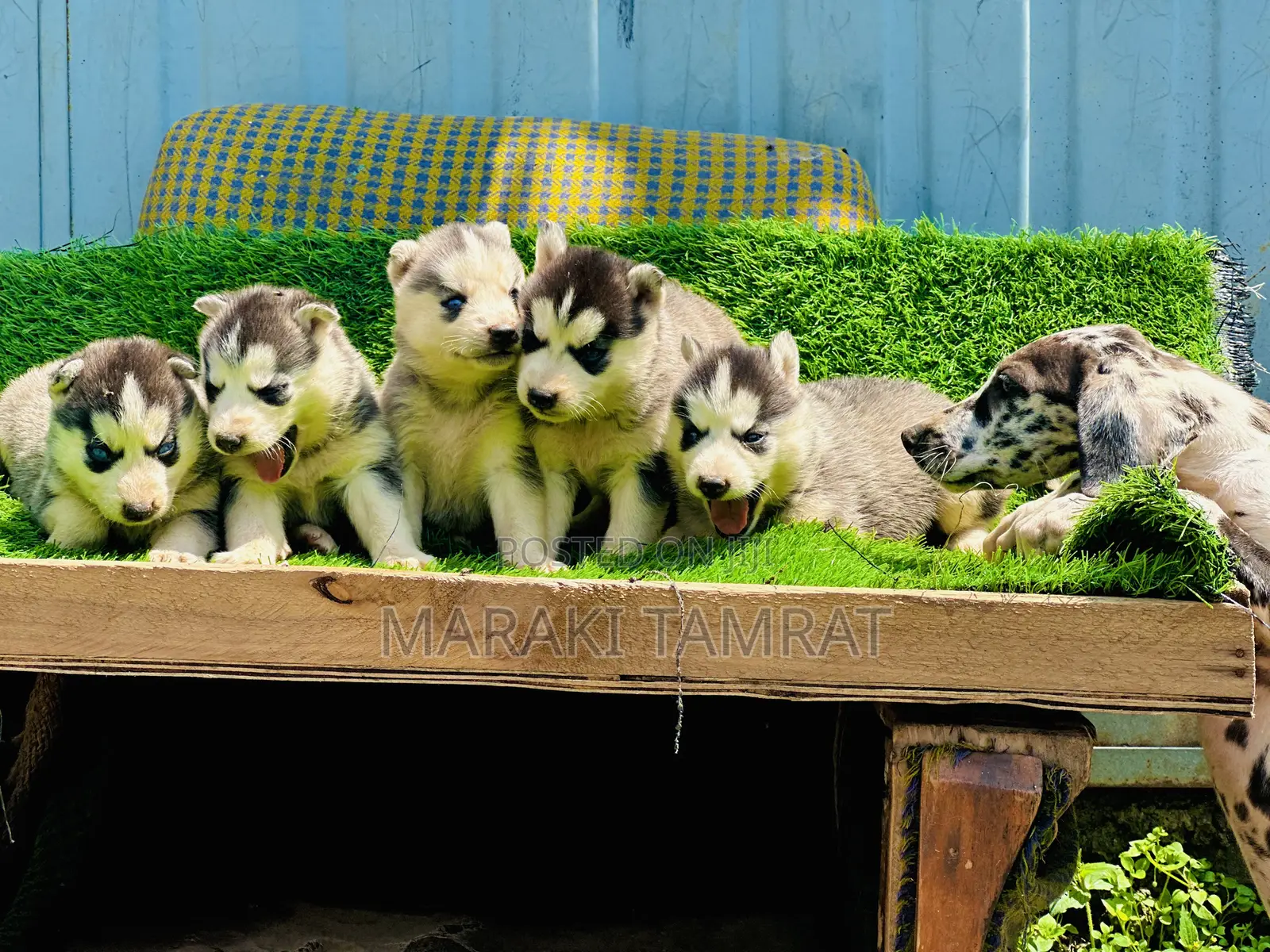 1-3 months Male Purebred Siberian Husky