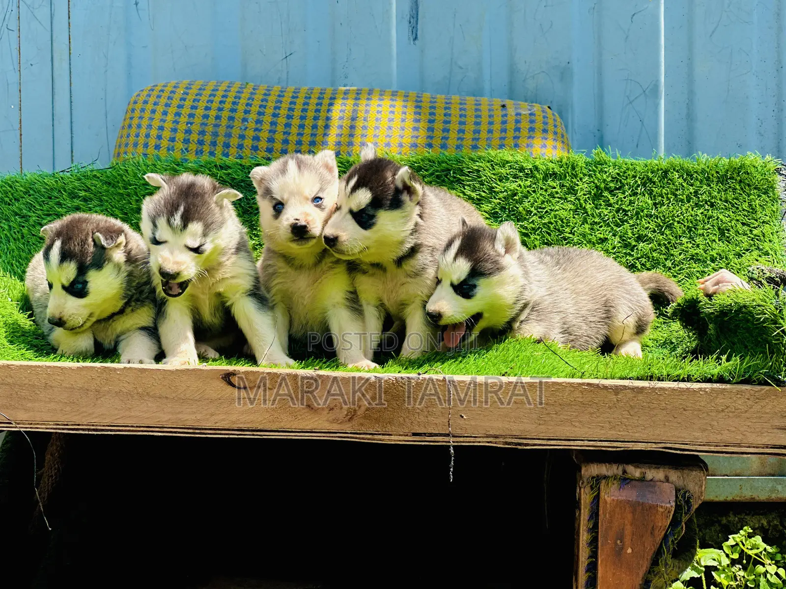 1-3 months Male Purebred Siberian Husky