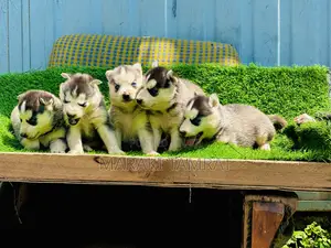 1-3 months Male Purebred Siberian Husky
