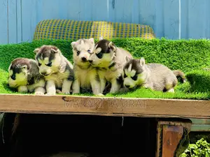 Photo - 1-3 months Male Purebred Siberian Husky