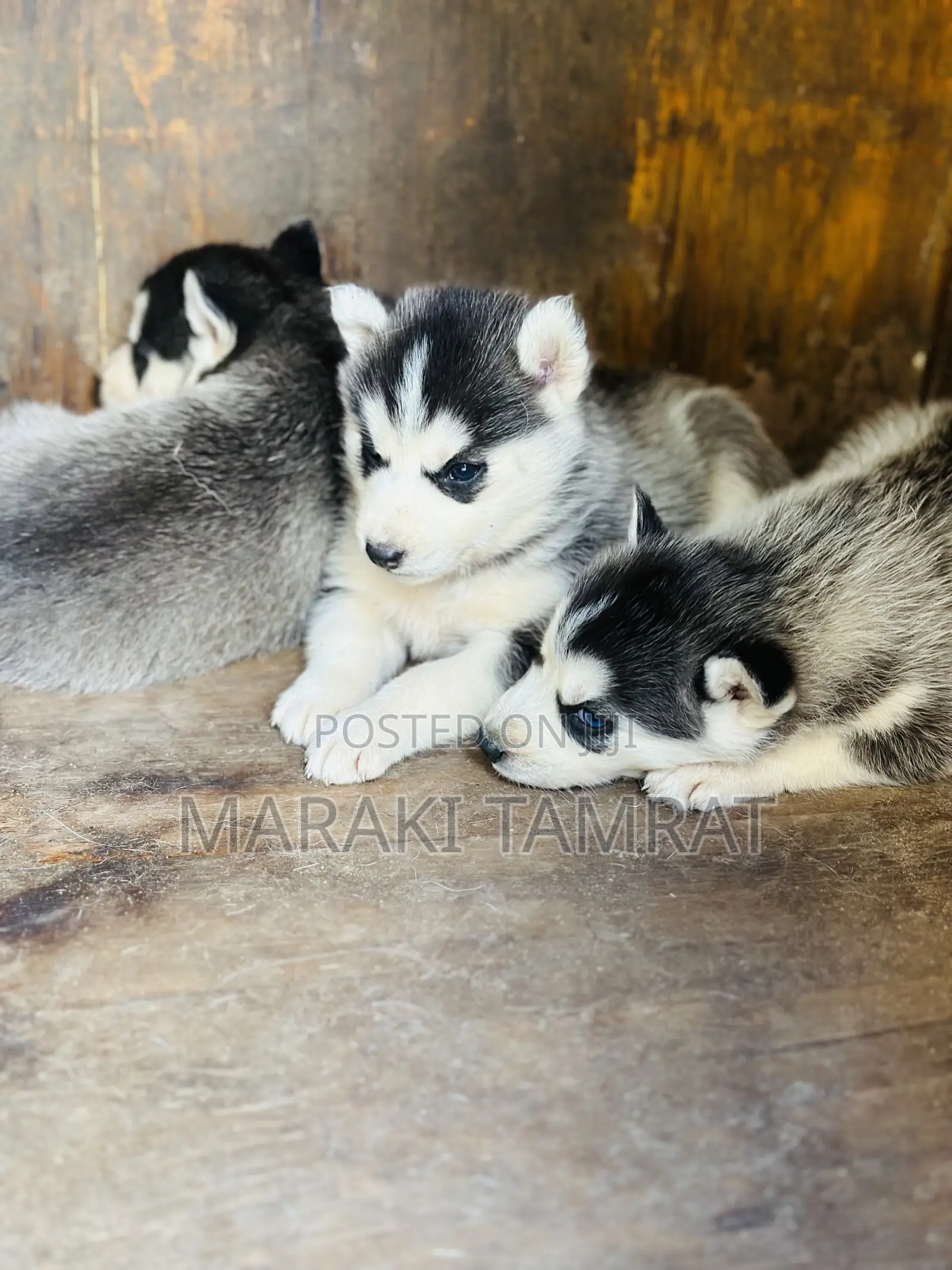 1-3 months Male Purebred Siberian Husky