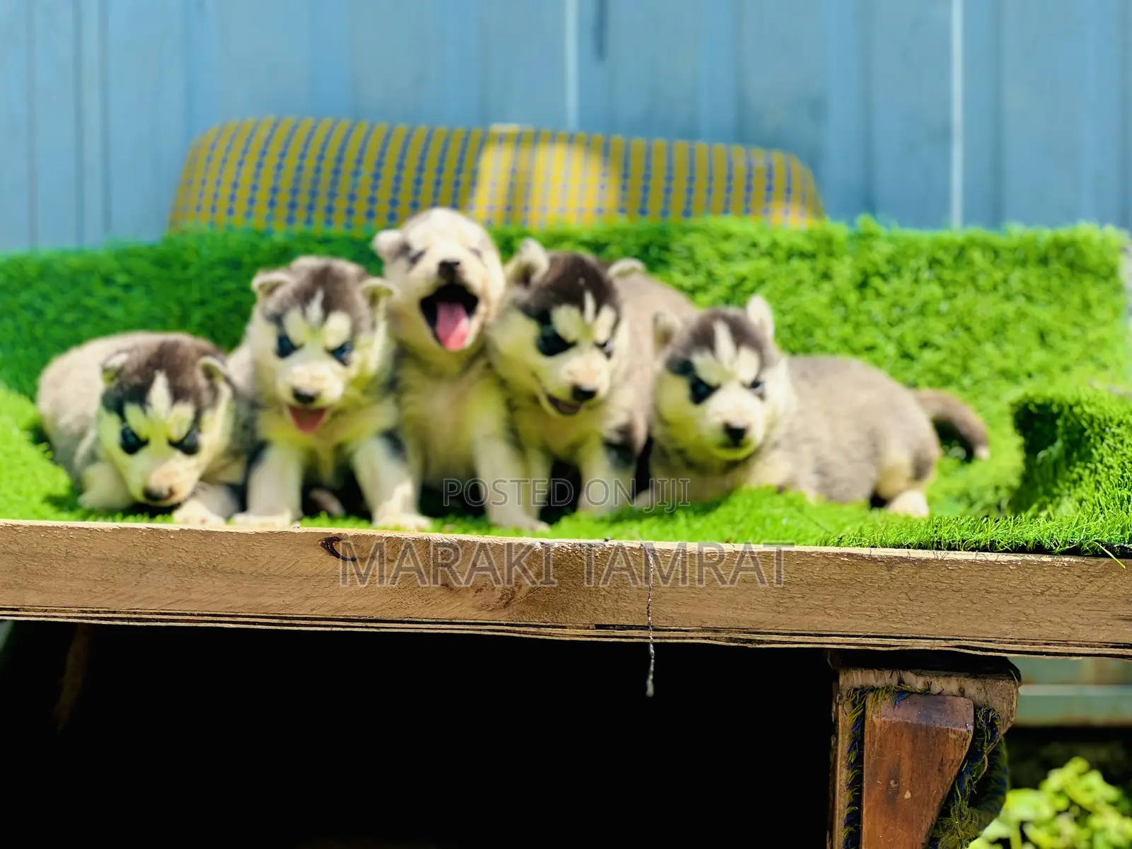 1-3 months Male Purebred Siberian Husky