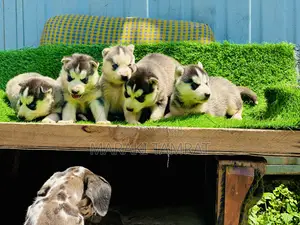 1-3 months Male Purebred Siberian Husky