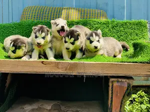 1-3 months Male Purebred Siberian Husky