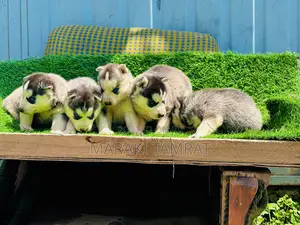 1-3 months Male Purebred Siberian Husky