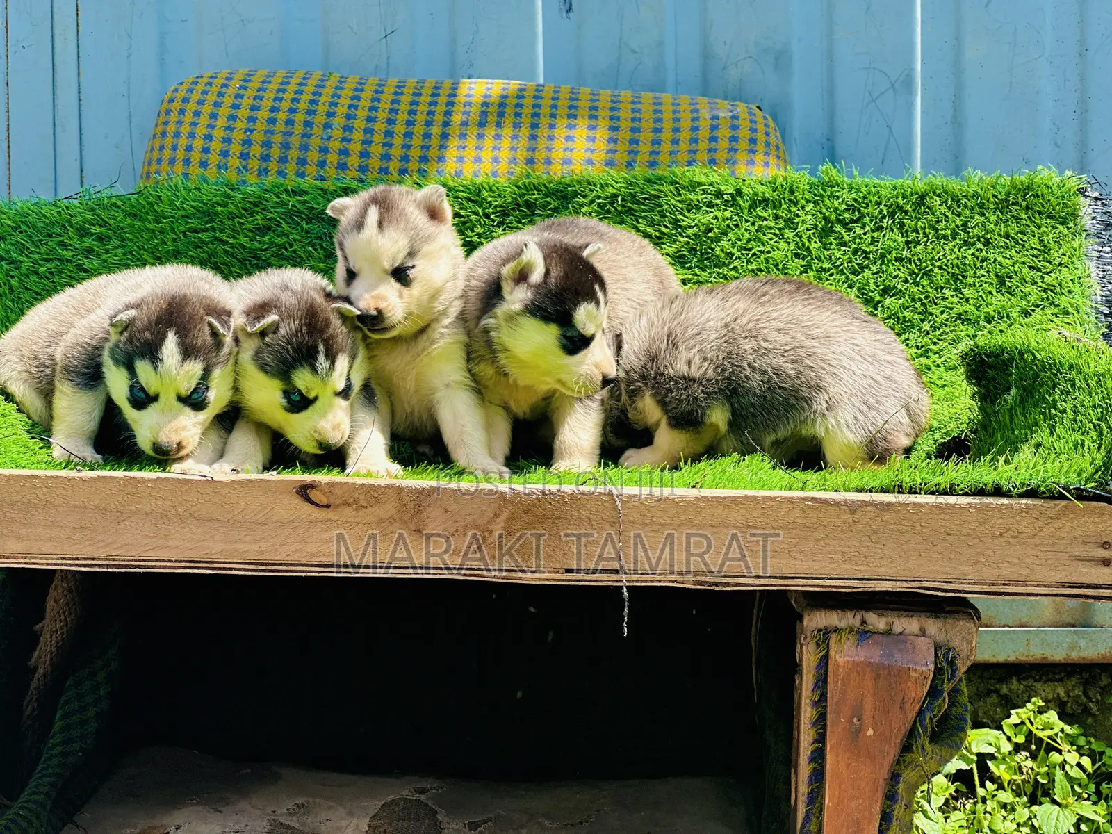 1-3 months Male Purebred Siberian Husky